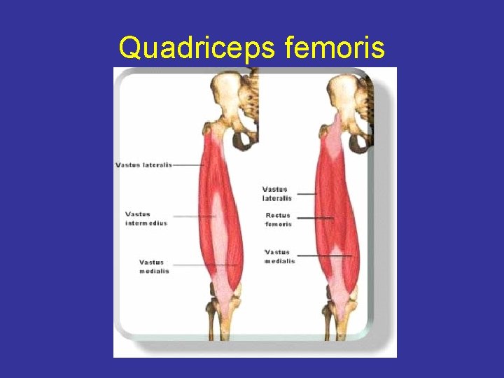 Quadriceps femoris 