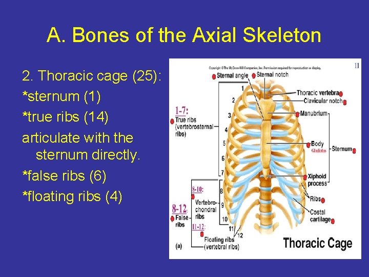 A. Bones of the Axial Skeleton 2. Thoracic cage (25): *sternum (1) *true ribs