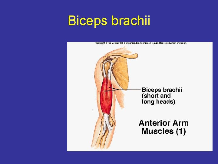 Biceps brachii 