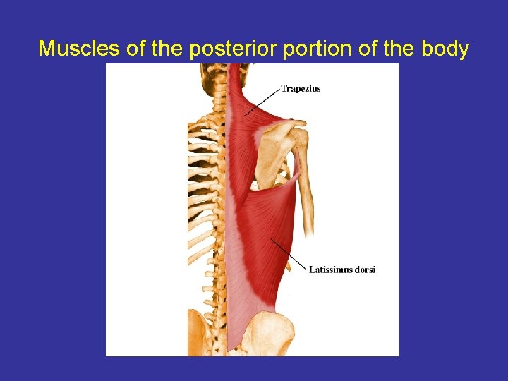 Muscles of the posterior portion of the body 