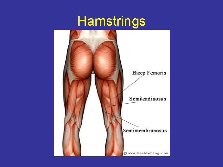 Hamstrings 