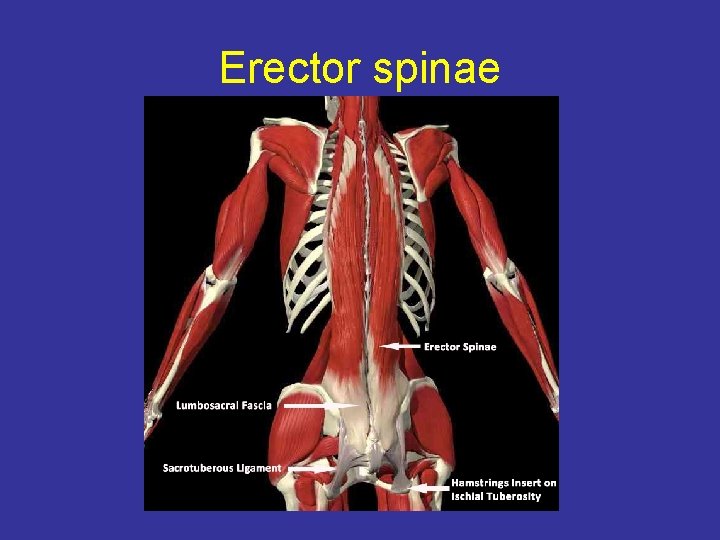 Erector spinae 