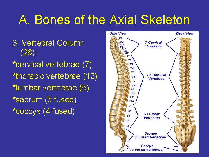 A. Bones of the Axial Skeleton 3. Vertebral Column (26): *cervical vertebrae (7) *thoracic