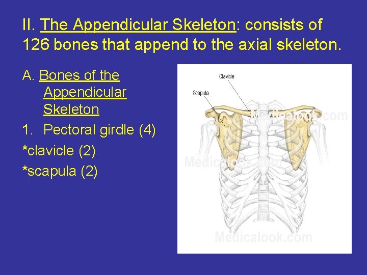 II. The Appendicular Skeleton: consists of 126 bones that append to the axial skeleton.