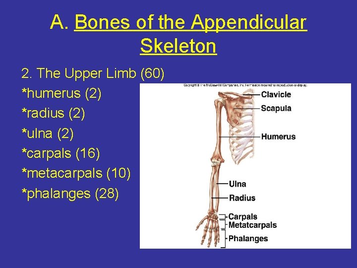 A. Bones of the Appendicular Skeleton 2. The Upper Limb (60) *humerus (2) *radius