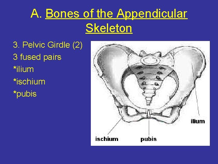 A. Bones of the Appendicular Skeleton 3. Pelvic Girdle (2) 3 fused pairs *ilium