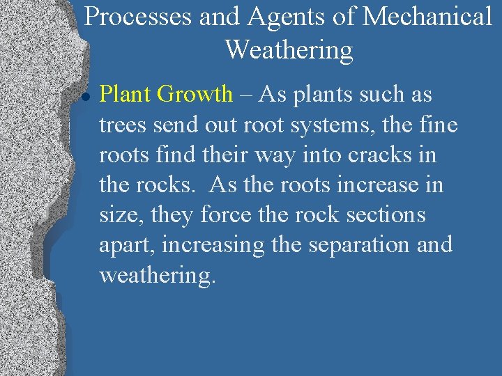Processes and Agents of Mechanical Weathering l Plant Growth – As plants such as
