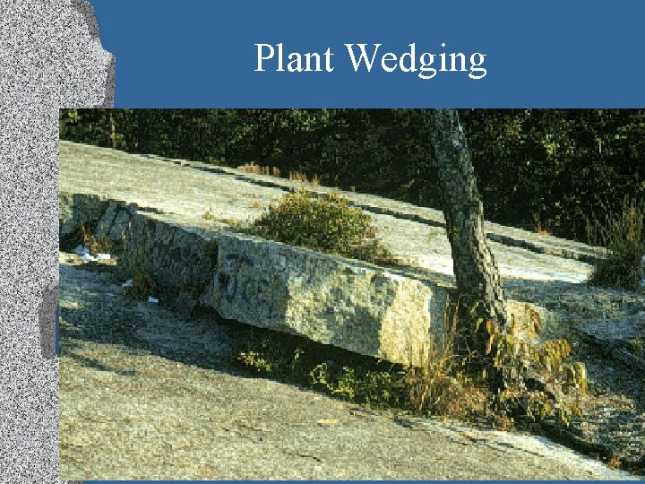 Plant Wedging 