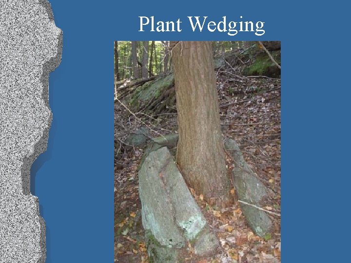 Plant Wedging 