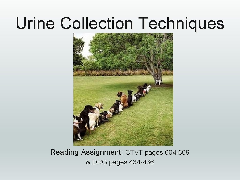 Urine Collection Techniques Reading Assignment: CTVT pages 604 -609 & DRG pages 434 -436 Urine Collection Techniques Reading Assignment: CTVT pages 604 -609 & DRG pages 434 -436
