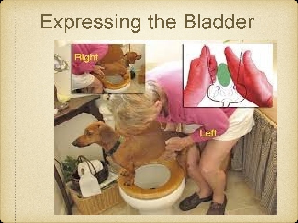 Expressing the Bladder Expressing the Bladder