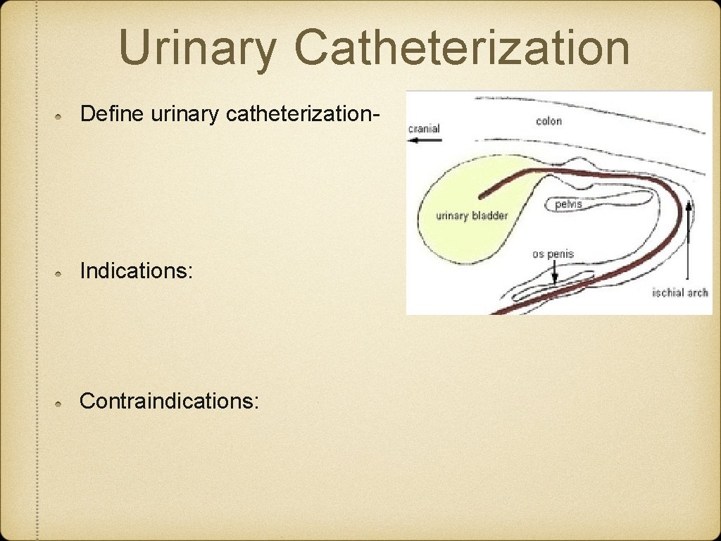 Urinary Catheterization Define urinary catheterization- Indications: Contraindications: Urinary Catheterization Define urinary catheterization- Indications: Contraindications: