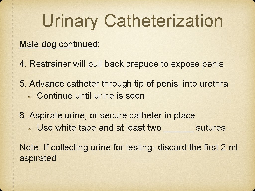 Urinary Catheterization Male dog continued: 4. Restrainer will pull back prepuce to expose penis Urinary Catheterization Male dog continued: 4. Restrainer will pull back prepuce to expose penis