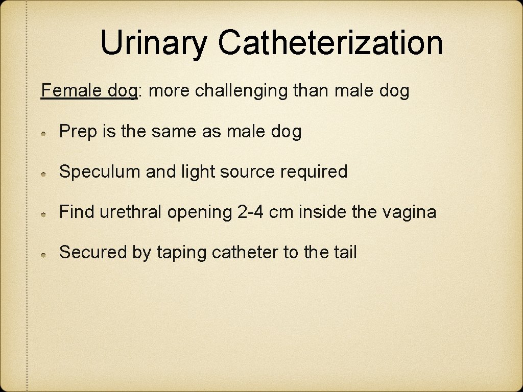 Urinary Catheterization Female dog: more challenging than male dog Prep is the same as Urinary Catheterization Female dog: more challenging than male dog Prep is the same as