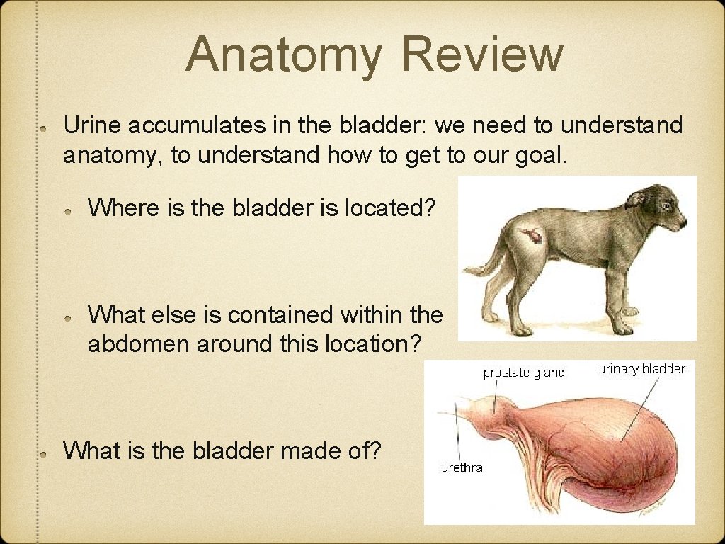 Anatomy Review Urine accumulates in the bladder: we need to understand anatomy, to understand Anatomy Review Urine accumulates in the bladder: we need to understand anatomy, to understand