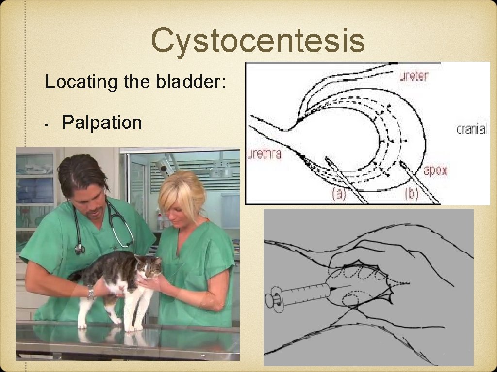 Cystocentesis Locating the bladder: • Palpation Cystocentesis Locating the bladder: • Palpation