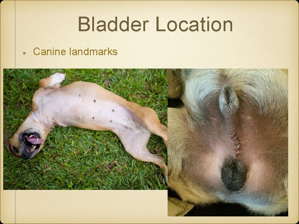 Bladder Location Canine landmarks Bladder Location Canine landmarks
