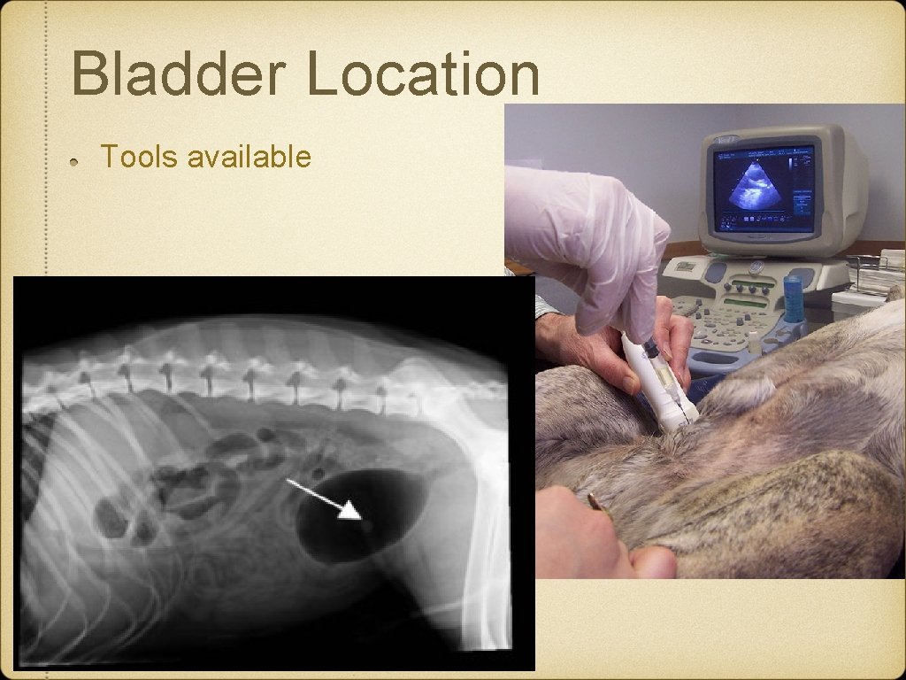 Bladder Location Tools available Bladder Location Tools available