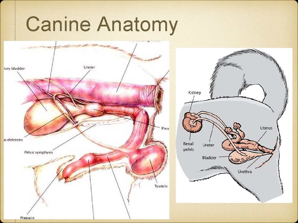Canine Anatomy Canine Anatomy