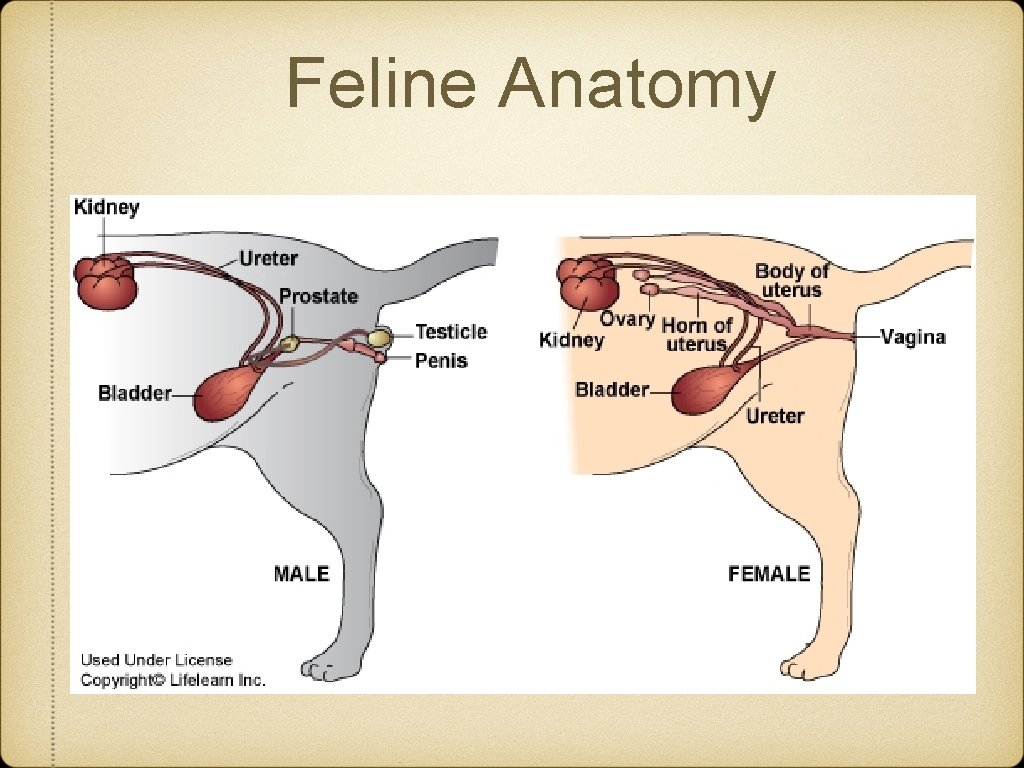 Feline Anatomy Feline Anatomy