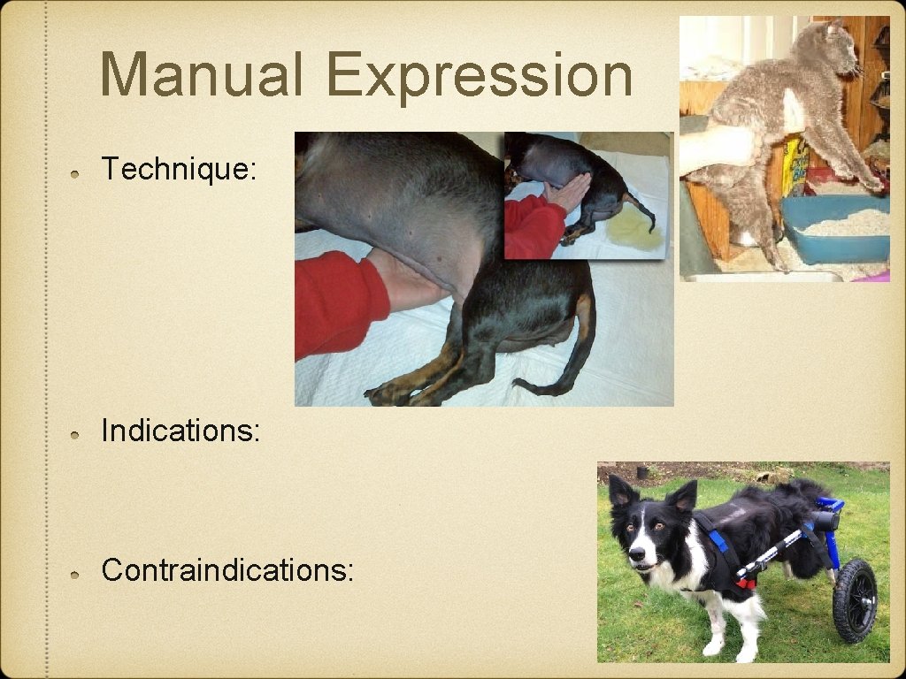 Manual Expression Technique: Indications: Contraindications: Manual Expression Technique: Indications: Contraindications: