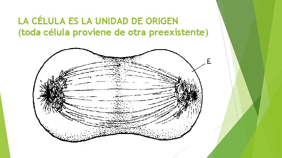BIOLOGA CELULAR Naldy Mercado G Prof de Biologa