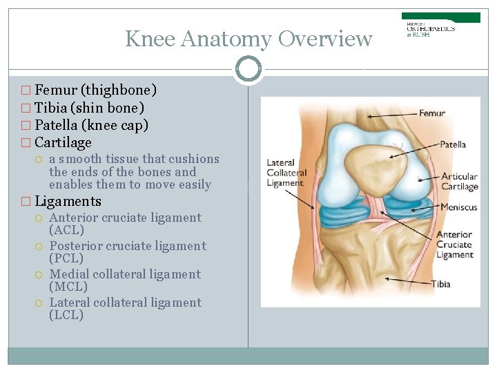 Knee Anatomy Overview � Femur (thighbone) � Tibia (shin bone) � Patella (knee cap)