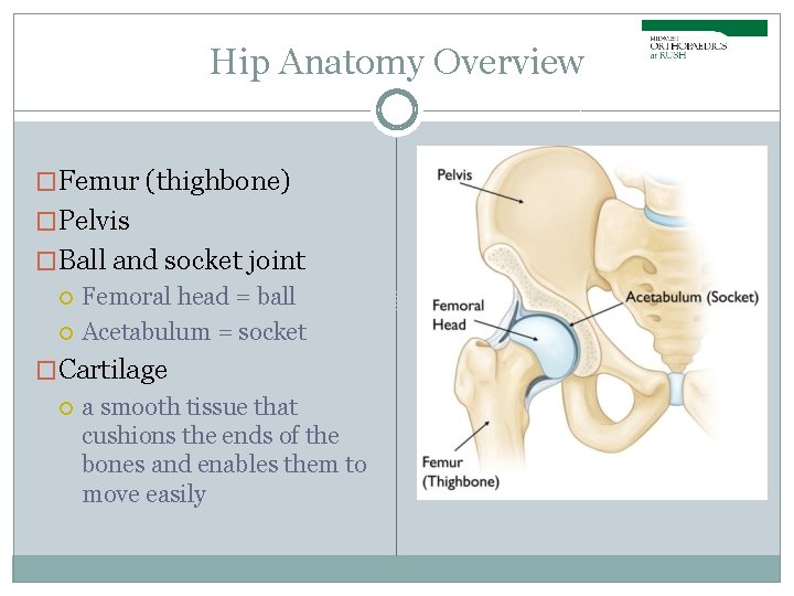 Hip Anatomy Overview �Femur (thighbone) �Pelvis �Ball and socket joint Femoral head = ball