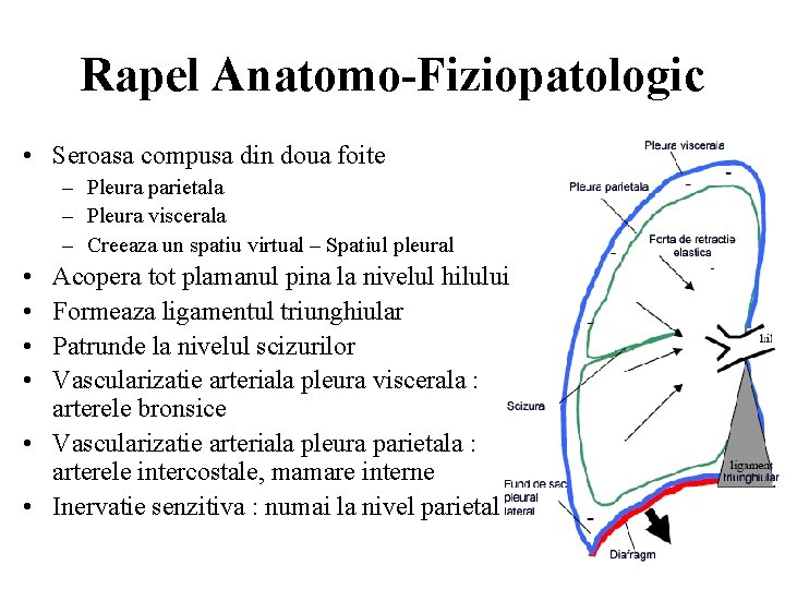 Rapel Anatomo-Fiziopatologic • Seroasa compusa din doua foite – Pleura parietala – Pleura viscerala