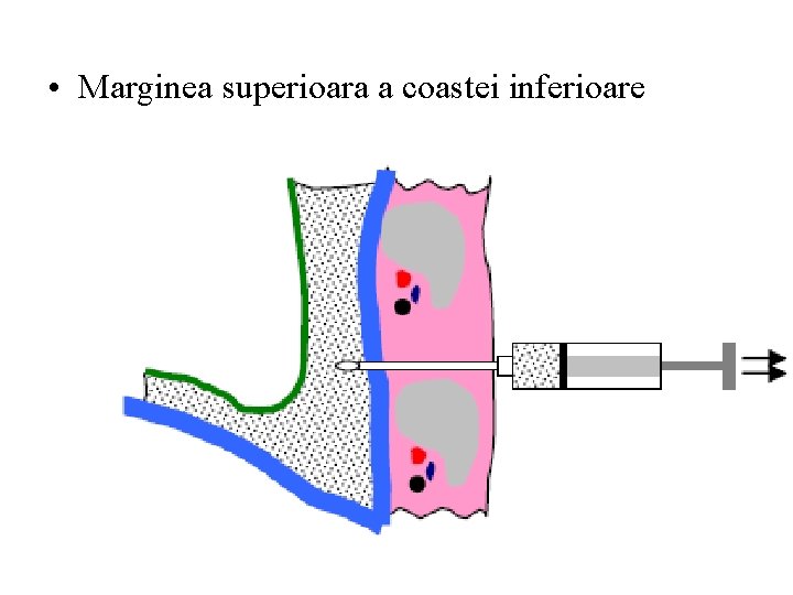  • Marginea superioara a coastei inferioare 