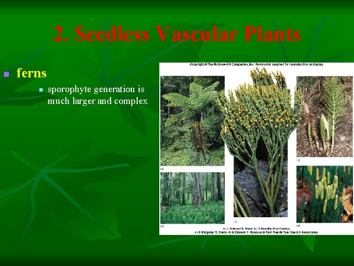 2. Seedless Vascular Plants n ferns n sporophyte generation is much larger and complex