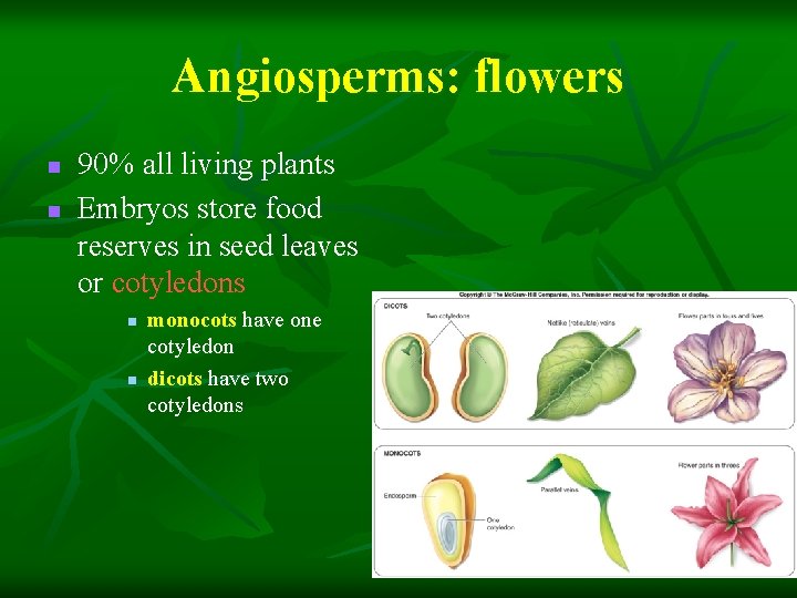 Angiosperms: flowers n n 90% all living plants Embryos store food reserves in seed