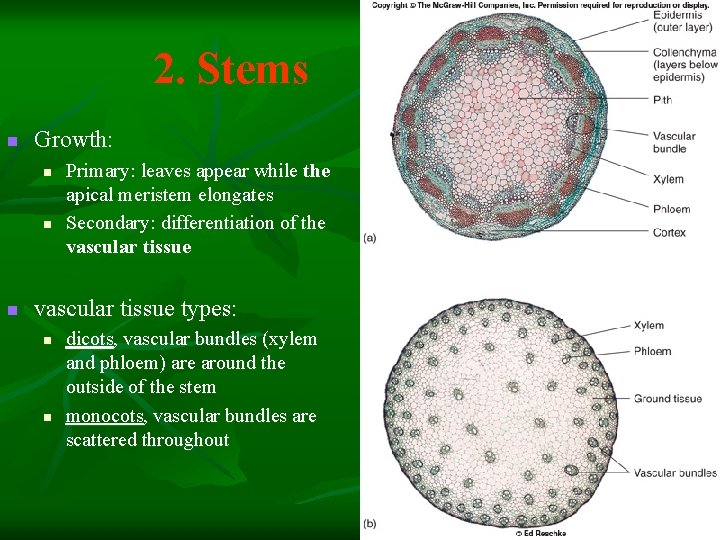 2. Stems n Growth: n n n Primary: leaves appear while the apical meristem