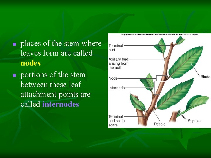 n n places of the stem where leaves form are called nodes portions of