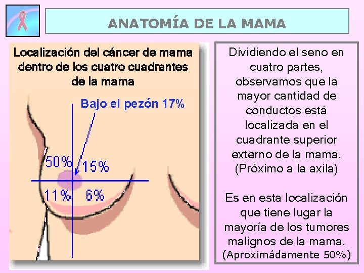 ANATOMÍA DE LA MAMA Localización del cáncer de mama dentro de los cuatro cuadrantes ANATOMÍA DE LA MAMA Localización del cáncer de mama dentro de los cuatro cuadrantes