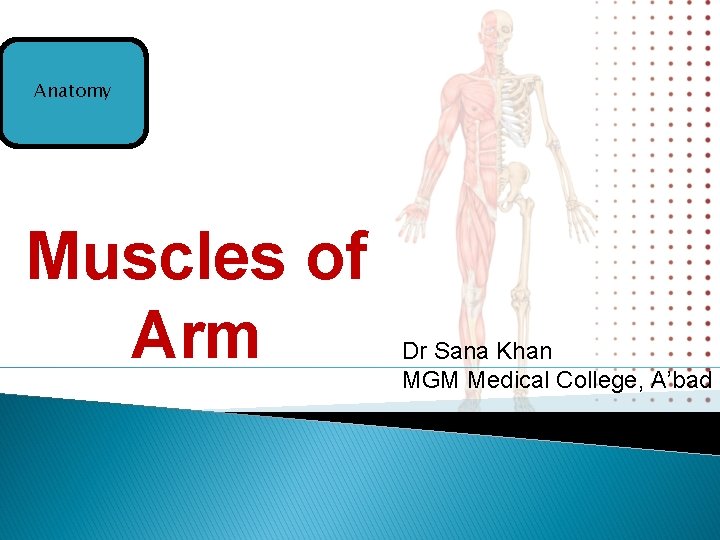 Anatomy Muscles of Arm Dr Sana Khan MGM Medical College, A’bad 