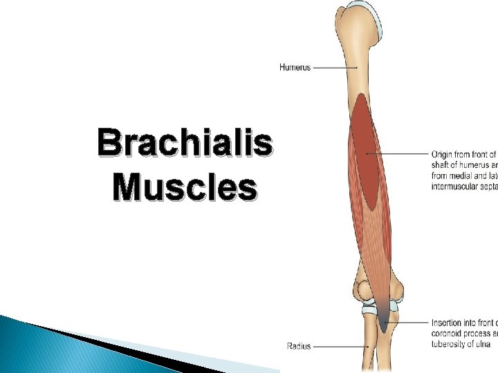 Brachialis Muscles 