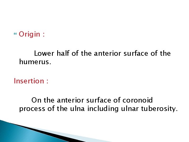  Origin : Lower half of the anterior surface of the humerus. Insertion :