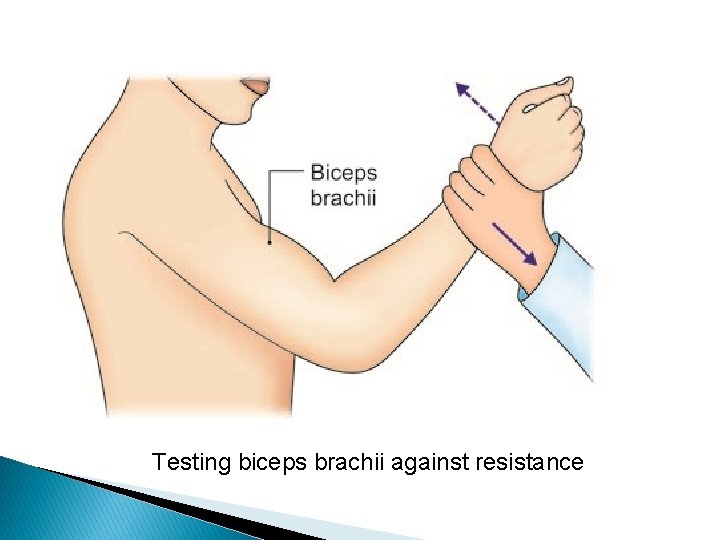 Testing biceps brachii against resistance 
