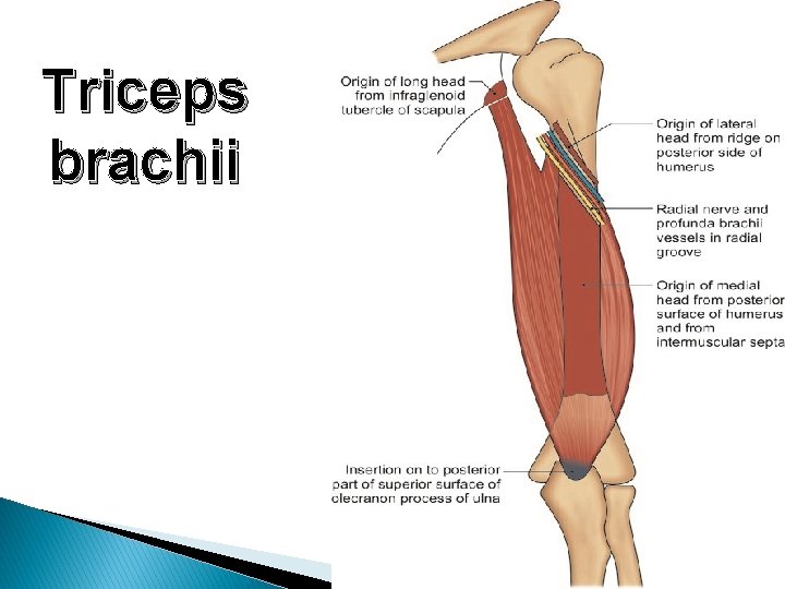 Triceps brachii 