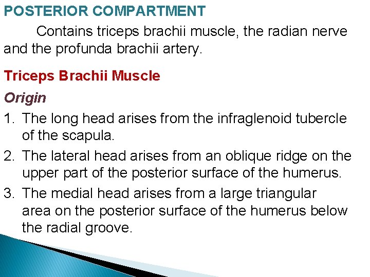 POSTERIOR COMPARTMENT Contains triceps brachii muscle, the radian nerve and the profunda brachii artery.