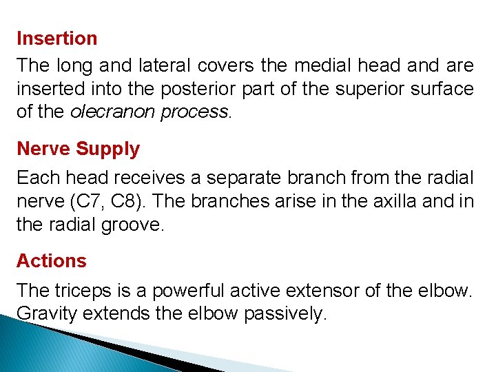 Insertion The long and lateral covers the medial head and are inserted into the
