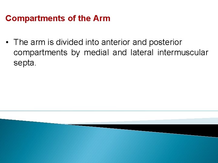 Compartments of the Arm • The arm is divided into anterior and posterior compartments