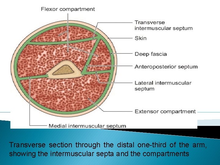 Transverse section through the distal one-third of the arm, showing the intermuscular septa and