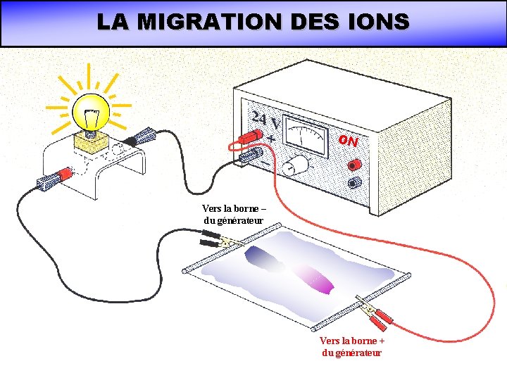 LA MIGRATION DES IONS ON Vers la borne – du générateur Vers la borne LA MIGRATION DES IONS ON Vers la borne – du générateur Vers la borne