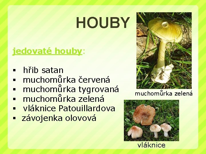 HOUBY jedovaté houby: § § § hřib satan muchomůrka červená muchomůrka tygrovaná muchomůrka zelená