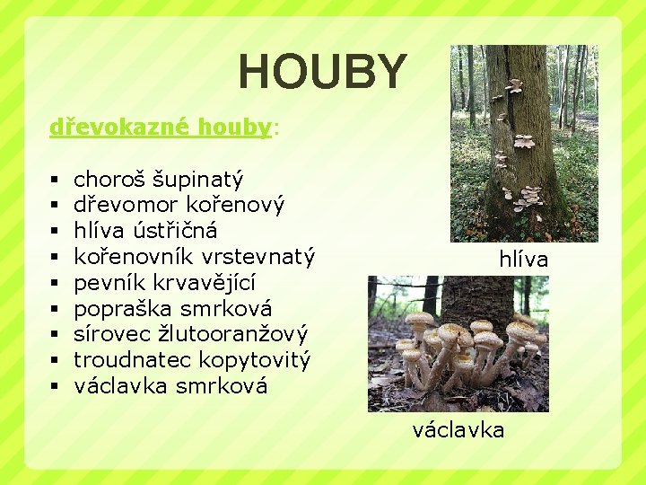 HOUBY dřevokazné houby: § § § § § choroš šupinatý dřevomor kořenový hlíva ústřičná