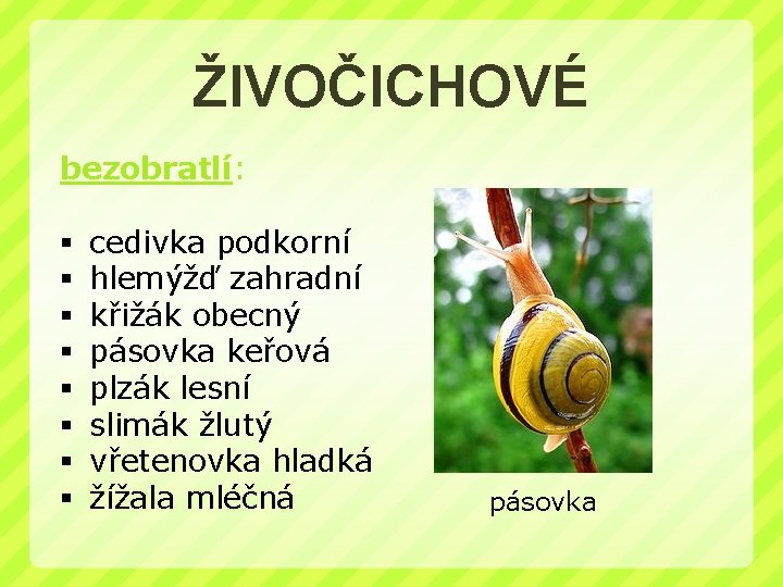 ŽIVOČICHOVÉ bezobratlí: § cedivka podkorní § hlemýžď zahradní § křižák obecný § pásovka keřová