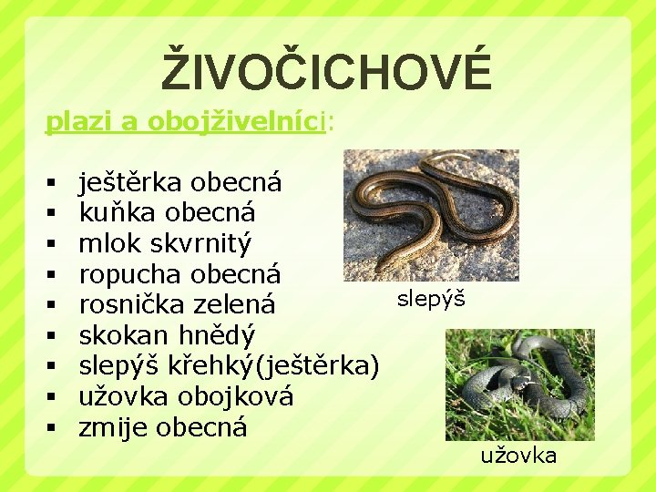 ŽIVOČICHOVÉ plazi a obojživelníci: § § § § § ještěrka obecná kuňka obecná mlok