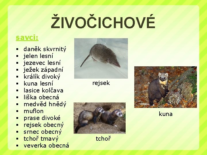 ŽIVOČICHOVÉ savci: § § § § daněk skvrnitý jelen lesní jezevec lesní ježek západní